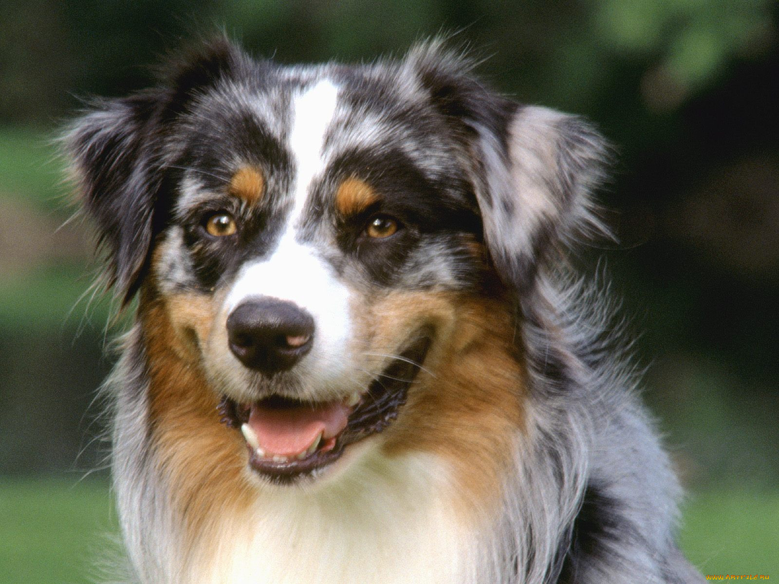 tack, australian, shepherd, , 